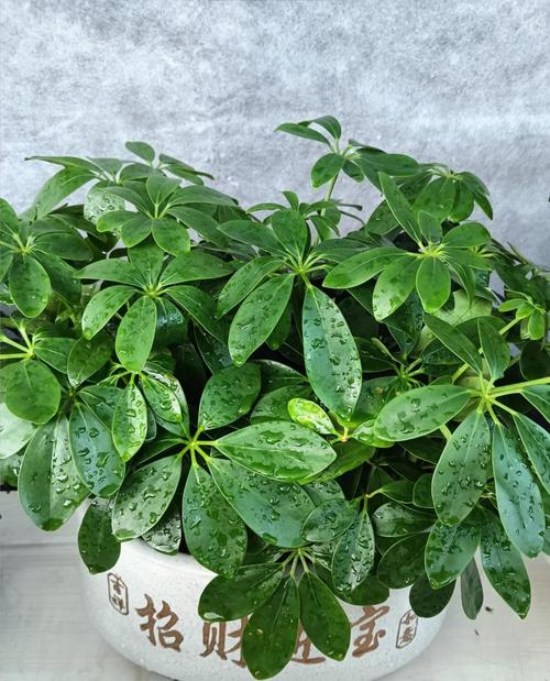 鸭掌木水培可行吗?养护要注意什么?-第3张图片-吾爱花网 鸭掌木水培可行吗?养护要注意什么?-第3张图片-吾爱花网