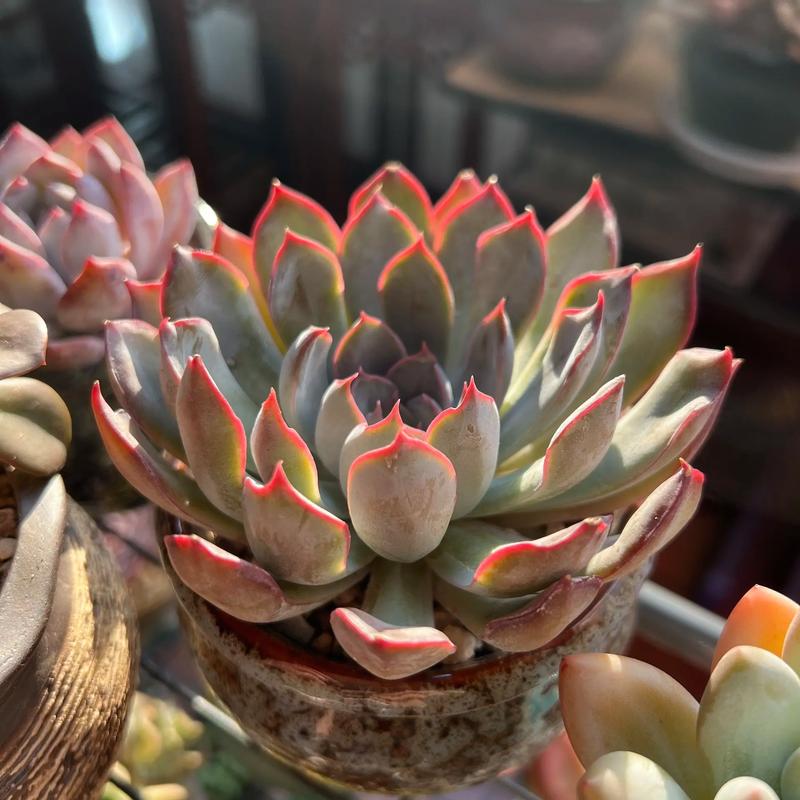 床头摆放多肉植物好吗-第3张图片-吾爱花网