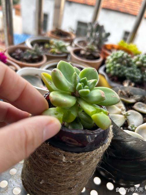 多肉植物伤口怎么处理-第1张图片-吾爱花网 多肉植物伤口怎么处理-第1张图片-吾爱花网