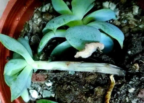 多肉植物伤口怎么处理-第2张图片-吾爱花网 多肉植物伤口怎么处理-第2张图片-吾爱花网