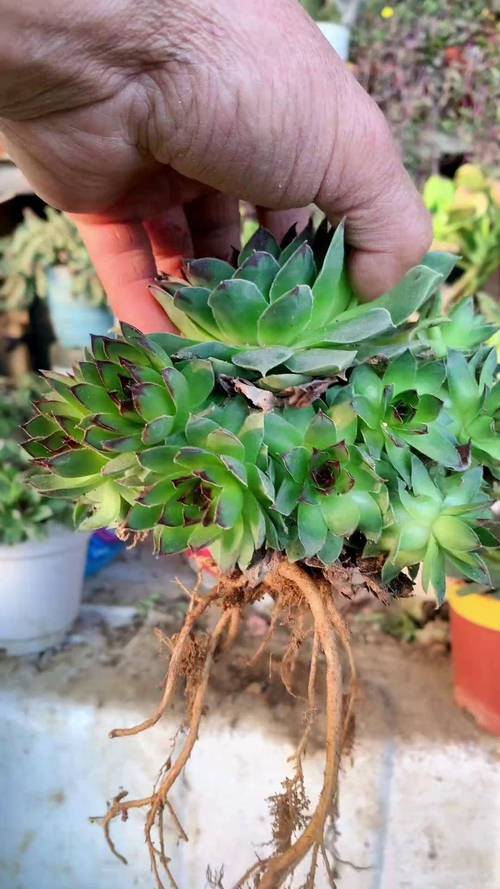 多肉植物伤口怎么处理-第3张图片-吾爱花网