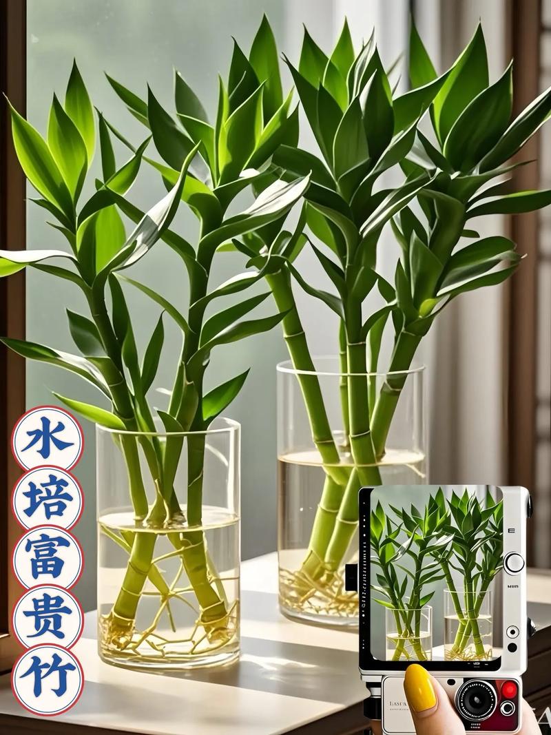 水培富贵竹怎么养才更茂盛?-第1张图片-吾爱花网 水培富贵竹怎么养才更茂盛?-第1张图片-吾爱花网