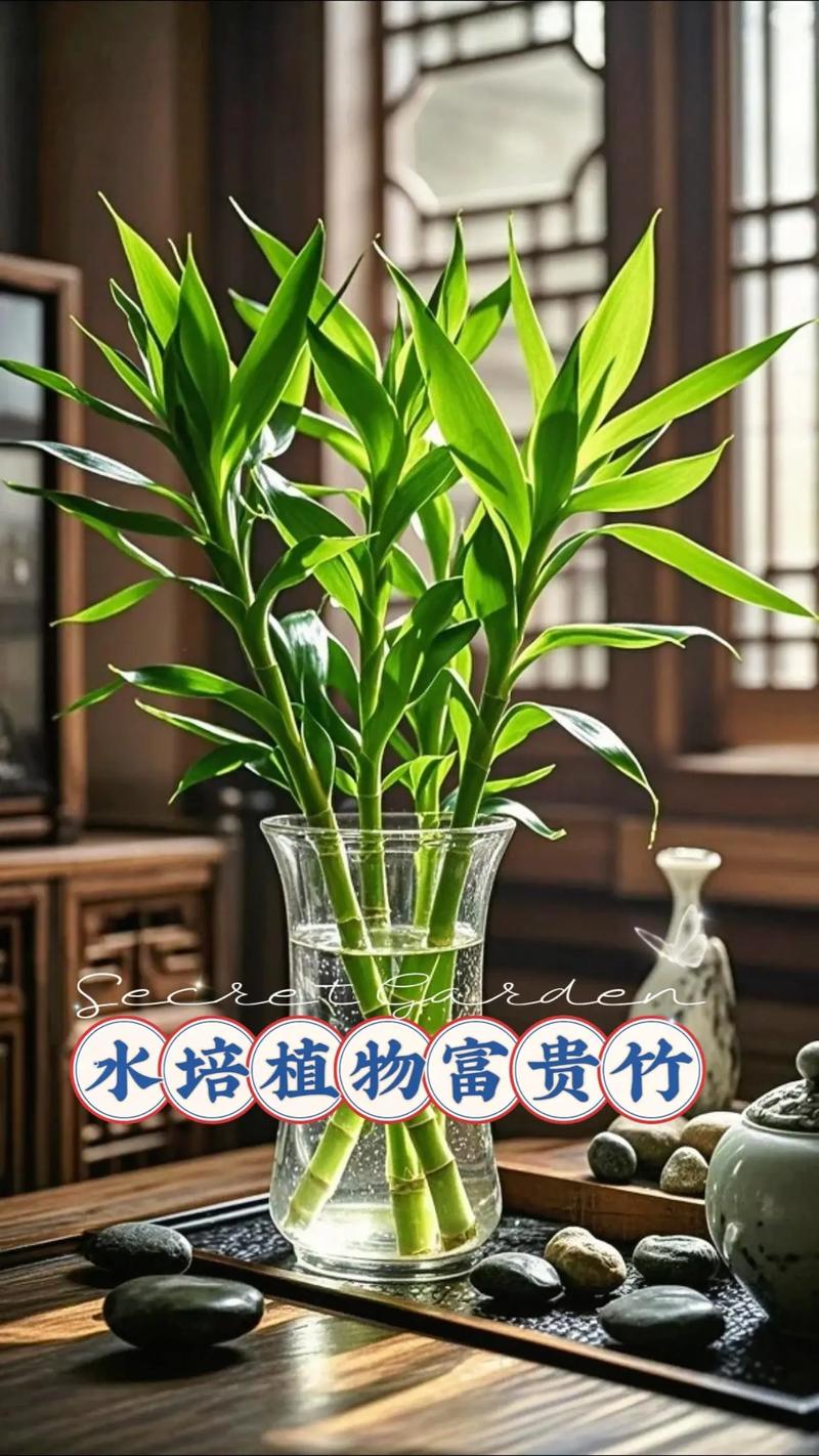 水培富贵竹怎么养才更茂盛?-第3张图片-吾爱花网 水培富贵竹怎么养才更茂盛?-第3张图片-吾爱花网