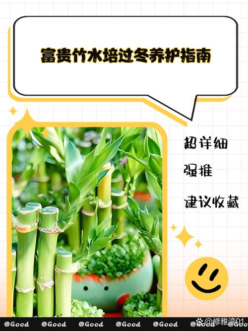 水培富贵竹怎么养才更茂盛?-第2张图片-吾爱花网 水培富贵竹怎么养才更茂盛?-第2张图片-吾爱花网