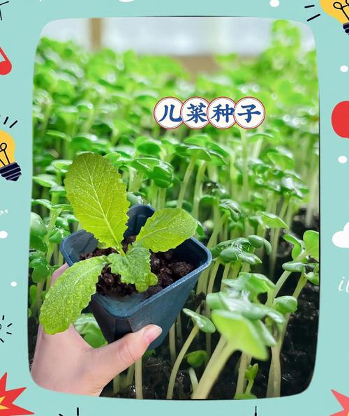 儿童教育盆栽怎么种？-第1张图片-吾爱花网