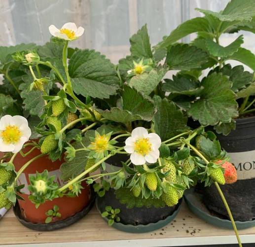 露台盆栽草莓可行吗？-第2张图片-吾爱花网
