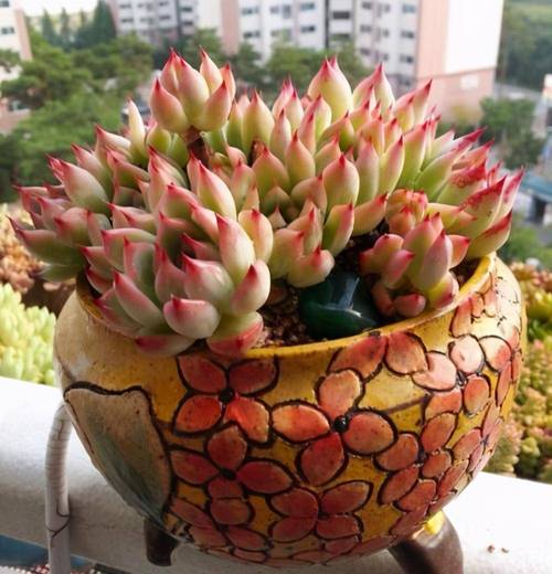 多肉花草到底需不需要阳光？-第2张图片-吾爱花网