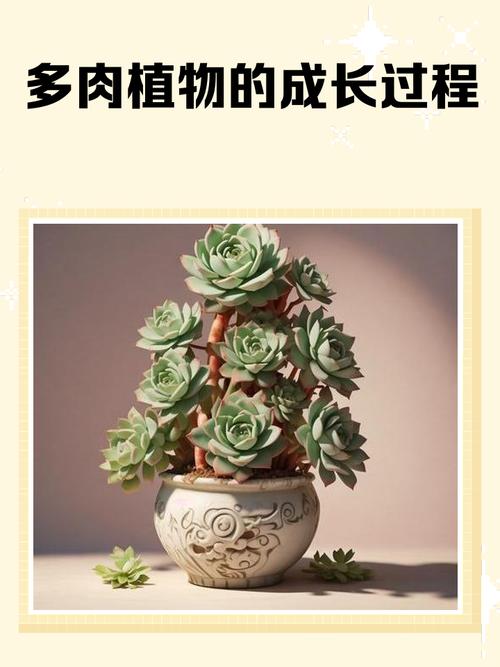 多肉花草到底需不需要阳光？-第3张图片-吾爱花网