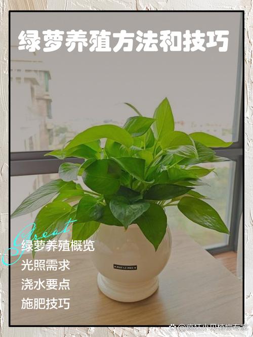 水培绿萝转土培怎么栽种？-第2张图片-吾爱花网